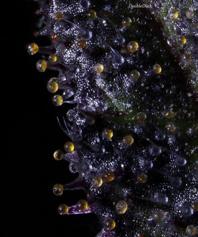 Doobies' Summer 2018 All Black Grow