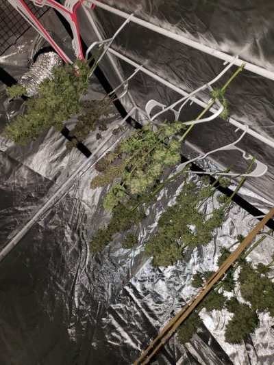 First Grow Week 6 Of Flower.