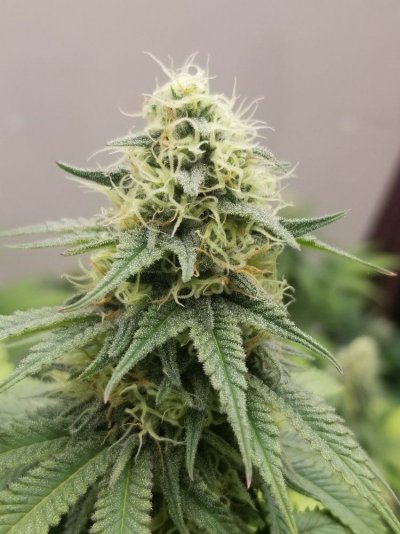 day-37-flower--problem-or-no.jpg