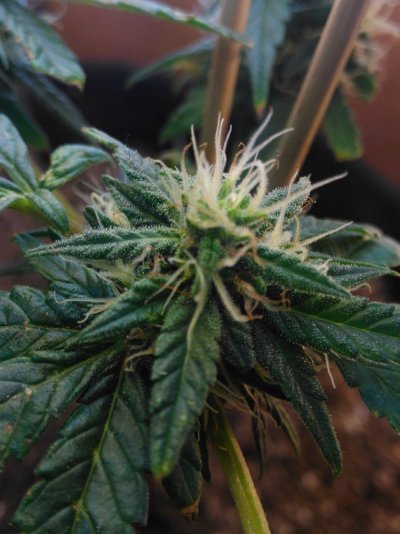 12/12 From Seed 25 Days Flowering