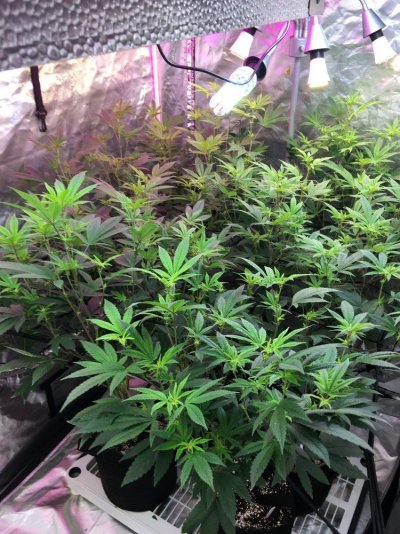 Multi 8-10wk Strain And 2 Autos