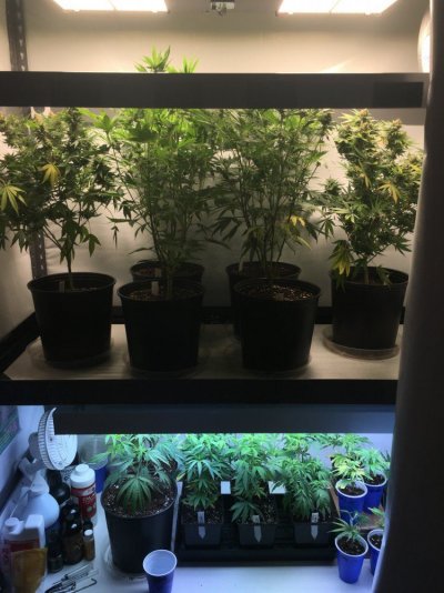 Chocolate Diesel S1 & Ak-47 F1