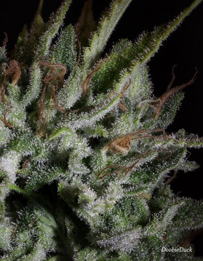 Doobies' Summer 2018 All Black Grow