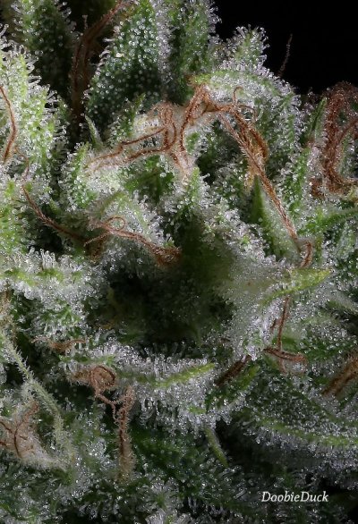 Doobies' Summer 2018 All Black Grow