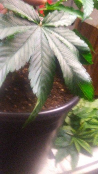 Gorilla Bubble X Pine Tar Kush