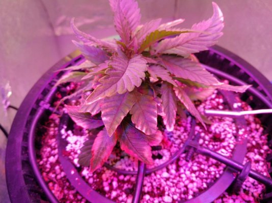 can-400ppm-give-nute-burn.jpeg