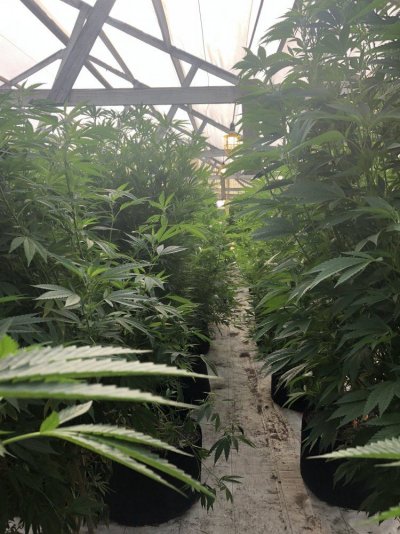 What Is The Maximum Number Of Clones You Can Cut From A Mother Plant ?