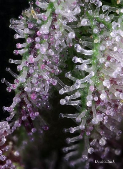 Doobies' Summer 2018 All Black Grow
