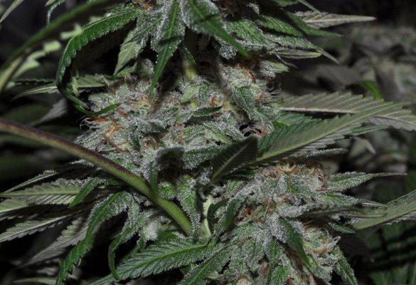 g13haze-(9).jpg