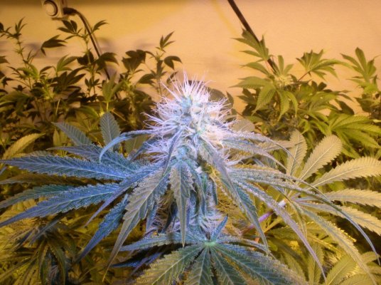 Alien Kush F2 Community Grow Thread