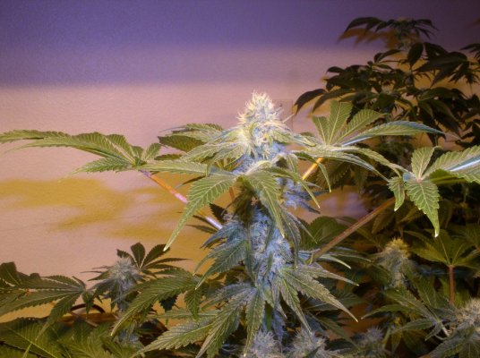 Alien Kush F2 Community Grow Thread