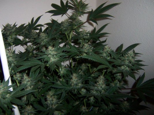 some-old-c99nl--chemdawg-and-ecsd.jpg