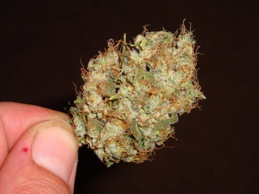 what strains are mexican brickweed?