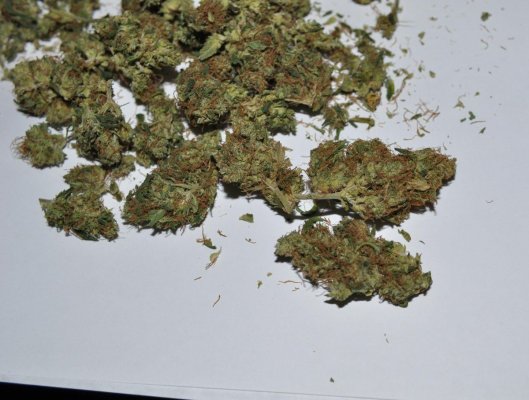 piff-nyc-haze.jpg