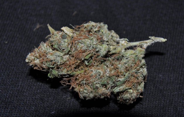 piff-nyc-haze-5.jpg