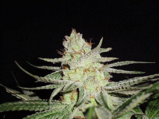 querkle