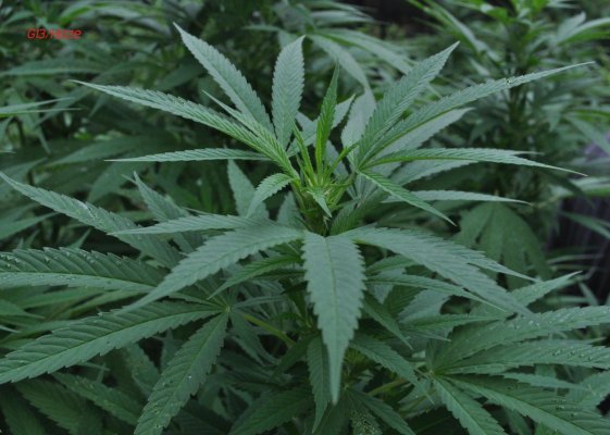 g13haze (2).JPG