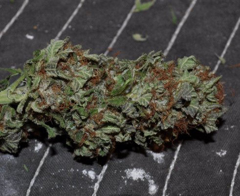 g13 indoor (2).JPG