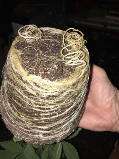 Transplant Routines And Your Favorite Pot