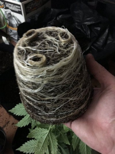 Transplant Routines And Your Favorite Pot
