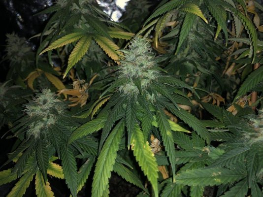 help-me-determine-if-theyre-ready-to-be-harvested-6.jpg