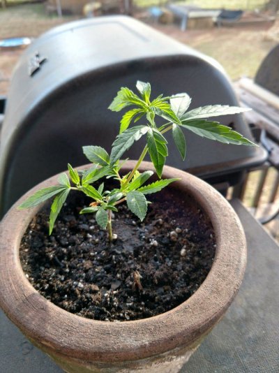 First Time Grower