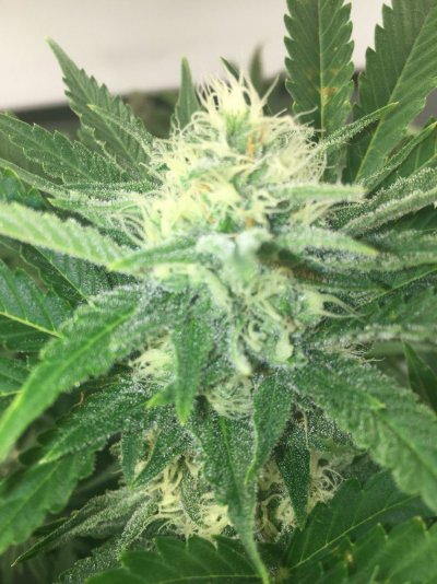 Chocolate Diesel S1 & Ak-47 F1
