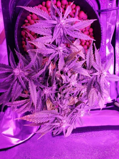 [indoor Grow] Strawberry Banana
