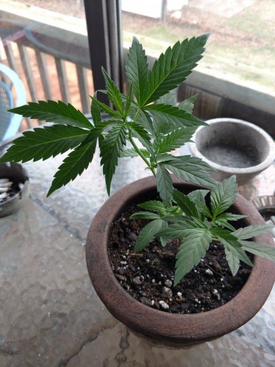 First Time Grower