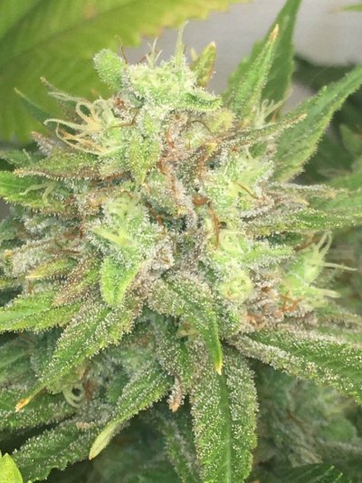 Chocolate Diesel S1 & Ak-47 F1