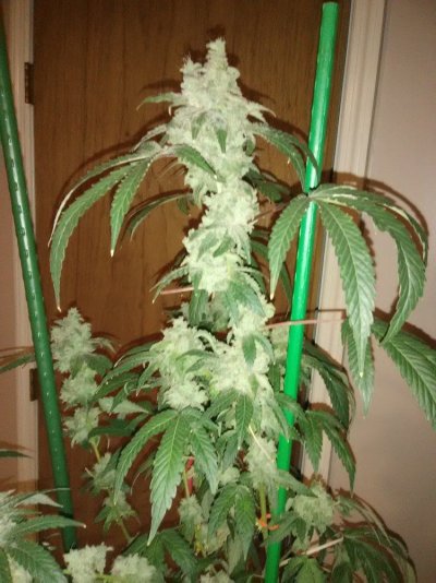 Zenetixgenreseeds