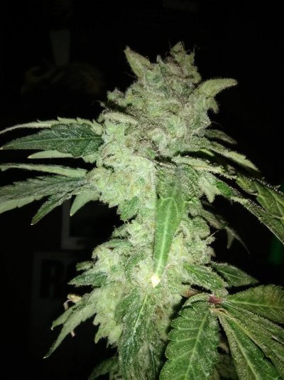 Zenetixgenreseeds