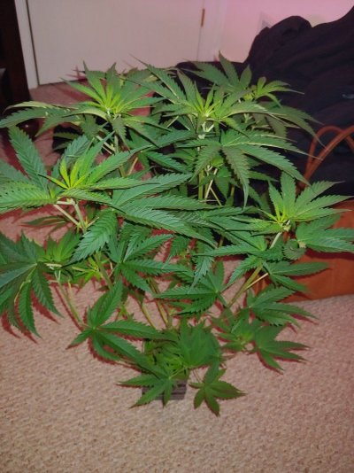 Ph/ Ppm Question