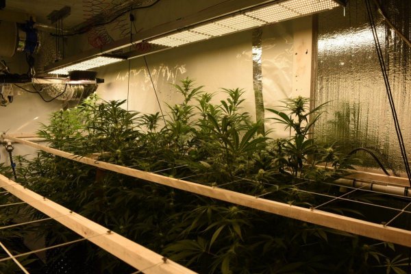 3rd-grow-first-100-led-flower-6.jpg