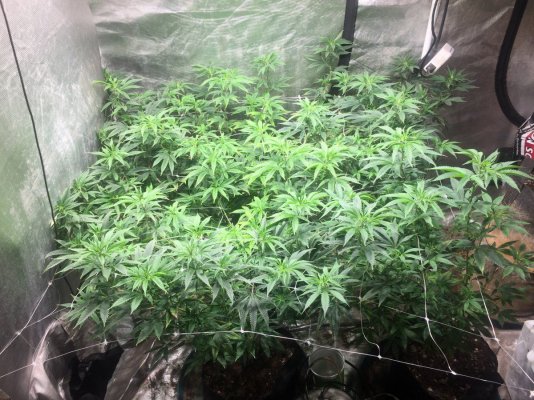 The Perfect Led Grow Light / Lite