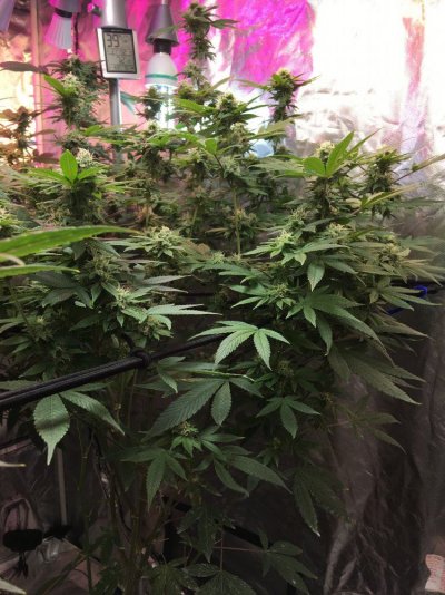 Multi 8-10wk Strain And 2 Autos