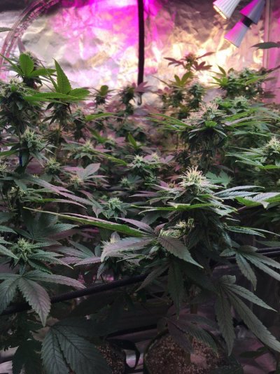 Multi 8-10wk Strain And 2 Autos