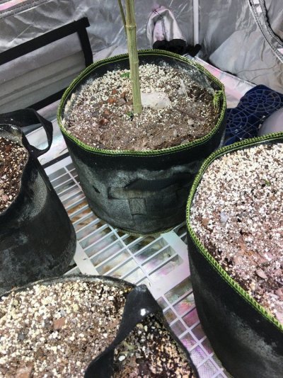 Multi 8-10wk Strain And 2 Autos