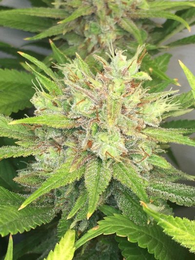 Chocolate Diesel S1 & Ak-47 F1