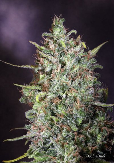 Doobies' Summer 2018 All Black Grow