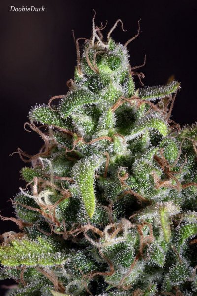 Doobies' Summer 2018 All Black Grow