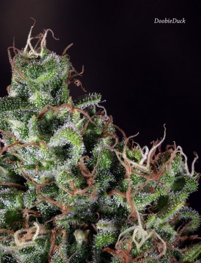 Doobies' Summer 2018 All Black Grow