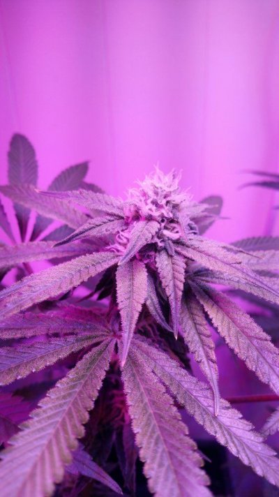 Greetings And A Question About Leds