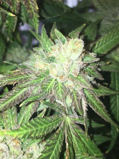 Chocolate Diesel S1 & Ak-47 F1