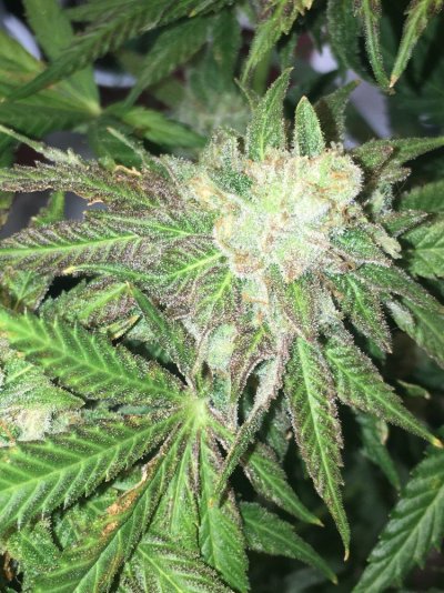 Chocolate Diesel S1 & Ak-47 F1