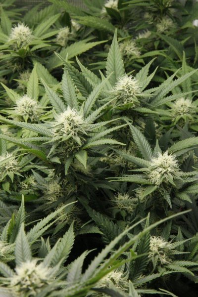 pose1 - Copy.JPG
