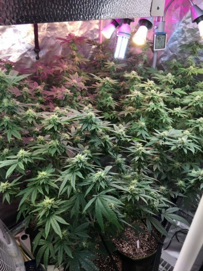 Multi 8-10wk Strain And 2 Autos
