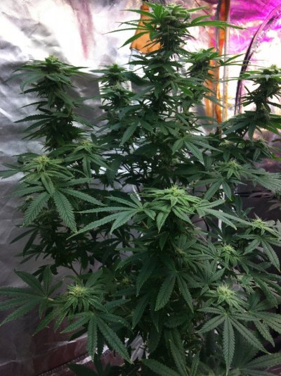 Multi 8-10wk Strain And 2 Autos