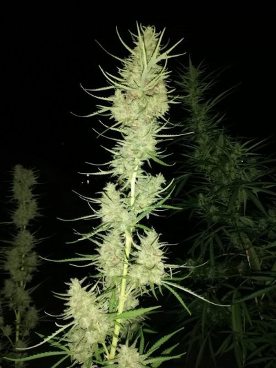 Let's See Your Frostiest Flowers