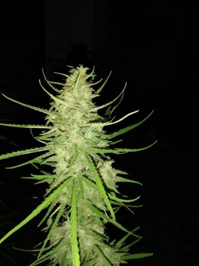 Let's See Your Frostiest Flowers